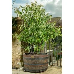 Antique Bronze Coloured Horse Potty Feet - Plant Pot Feet -PlantHub Shop PF0037 3 new