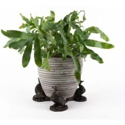 Antique Bronze Coloured Aylesbury Duck Potty Feet - Plant Pot Feet 11 Antique Bronze Coloured Aylesbury Duck Potty Feet - Plant Pot Feet -PlantHub Shop PF0077 3 new