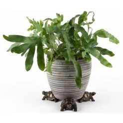 Antique Bronze Coloured Tortoise Potty Feet - Plant Pot Feet -PlantHub Shop PF0084 4 new