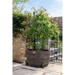 Antique Bronze Coloured Sitting Lion Potty Feet - Plant Pot Feet -PlantHub Shop PF0094 3 new