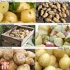Potato 'Customer Favourites Collection' 2 Potato 'Customer Favourites Collection' -PlantHub Shop POTA ZWW5110 A