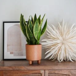 Pisa Reactive Glaze Planter Fawn H19CM D16CM -PlantHub Shop PRGPF16 2