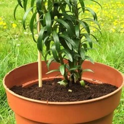 'Pot Master' Drainer Disc (packs Of 3) -PlantHub Shop Pot20Master201000x100020810kb