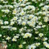 Roman Chamomile -PlantHub Shop ROMA T82130 A