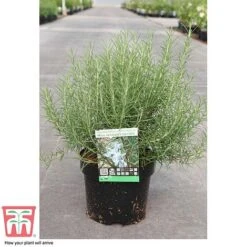 Rosemary 'Miss Jessop's Upright' -PlantHub Shop ROS TKA0951 C