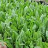 Rumex Sanguineus (Marginal Aquatic) 1 Rumex Sanguineus (Marginal Aquatic) -PlantHub Shop RUME T78425 A h