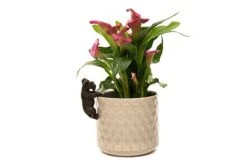 Antique Bronze Coloured Schnauzer Pot Buddy - Pot Hanger -PlantHub Shop SCHNAUZER20 20POT20 20PB0023