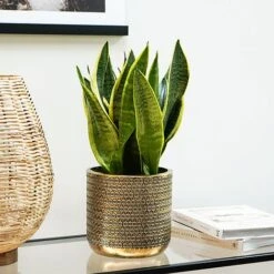 Solis Embossed Planter Gold H18CM D18CM -PlantHub Shop SEPG18 2