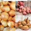Shallot Triple Pack (Spring Planting) -PlantHub Shop SHAL KC2350