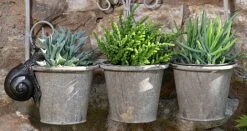 Antique Bronze Coloured Snail Pot Buddy - Pot Hanger -PlantHub Shop SNAIL20 20HANGING20POTS20120 20PB000820CROPPED