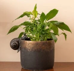 Antique Bronze Coloured Snail Pot Buddy - Pot Hanger -PlantHub Shop SNAIL20 20INDOOR20POT20220 20PB000820CROPPED