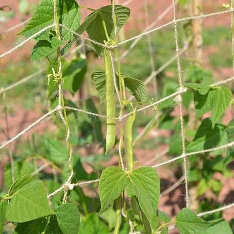 Biodegradable Netting 2 X 5m 4 Biodegradable Netting 2 X 5m - Image 2