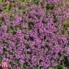 Creeping Thyme -PlantHub Shop T64680 HERB 1