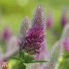 Trifolium Rubens -PlantHub Shop T64694 TRIF 1