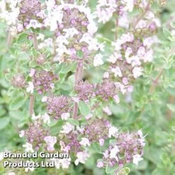 Thyme 'Silver Posie' -PlantHub Shop THYM KC9146 C