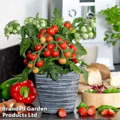 Tomato 'Ponchi-Fa' -PlantHub Shop TOMA KB9750 B