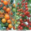 Tomato Duo (Garden Ready) -PlantHub Shop TOMA T57637P A h