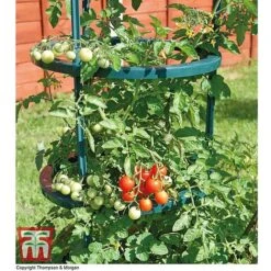Tomato Growing Support 6 Tomato Growing Support -PlantHub Shop TOMA TKA6818P C