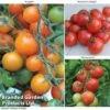 Tomato Value Collection 2 Tomato Value Collection -PlantHub Shop TOMA WKC9645 A