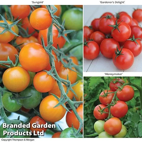 Tomato Value Collection 3 Tomato Value Collection