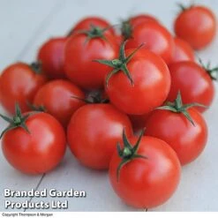 Tomato Value Collection 8 Tomato Value Collection -PlantHub Shop TOMA WKC9645 C