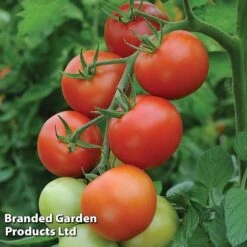 Tomato Value Collection 9 Tomato Value Collection -PlantHub Shop TOMA WKC9645 D