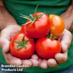 Tomato Gardeners Favourite Collection (Grafted) -PlantHub Shop TOMATO COLL2