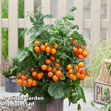 Tomato 'Dora Orange' 4 Tomato 'Dora Orange' - Image 2