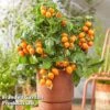 Tomato 'Dora Orange' -PlantHub Shop TOMA HEARTBREA S630541