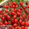 Tomato 'Tutti Frutti Grape' (Grafted) -PlantHub Shop TOMA TUTTIGRAP S29036