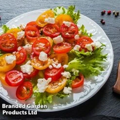 Tomato 'Dora Orange' 9 Tomato 'Dora Orange' -PlantHub Shop TOMA WINDWSILL L38589