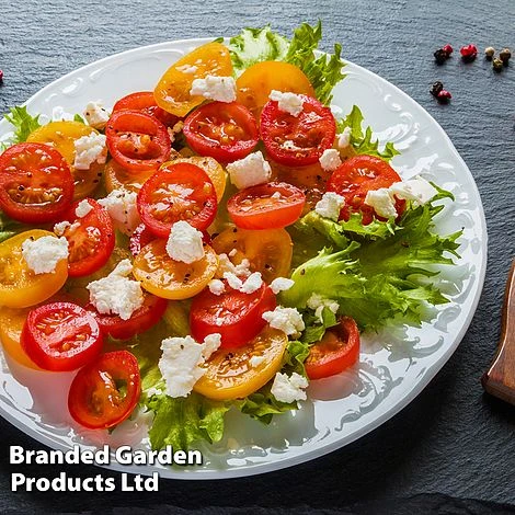 Tomato 'Dora Orange' 6 Tomato 'Dora Orange' - Image 4