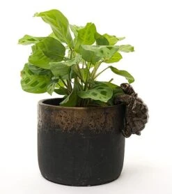 Antique Bronze Coloured Tortoise Pot Buddy - Pot Hanger -PlantHub Shop TORTOISE20 20BLK20POT20 20CROPPED20 20PB0018