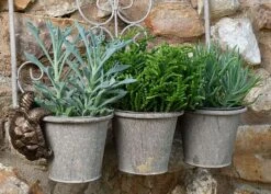 Antique Bronze Coloured Tortoise Pot Buddy - Pot Hanger -PlantHub Shop TORTOISE20 20HANGING20POTS20120 20CROPPED20 20PB0018