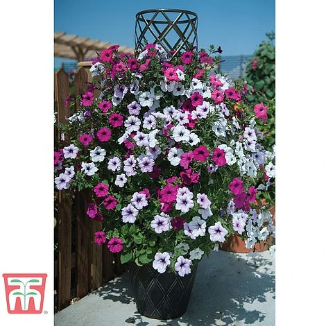 Black & Gold Tower Pot™ 6 Black & Gold Tower Pot™ - Image 4