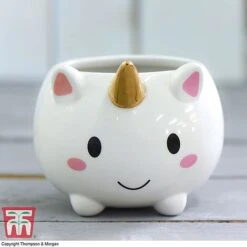 Unicorn Pot With Senecio 'String Of Pearls' Plant- Gift -PlantHub Shop Unicorn1