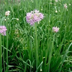 Allium 'Quattro' -PlantHub Shop VEALL35201