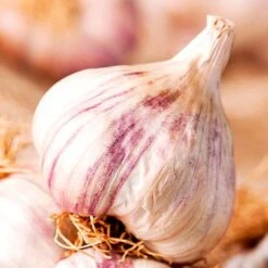 Bumper Autumn Planting Onion/Garlic/Shallot Collection -PlantHub Shop VEGAR315961
