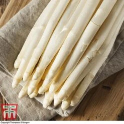 Asparagus Collection (Spring Planting) -PlantHub Shop Vittorio Asparagus2