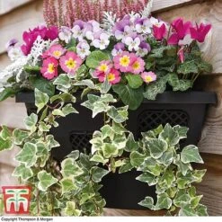 Wall Basket 6 Wall Basket -PlantHub Shop WALL KB3083 B