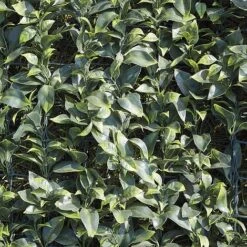 Artificial Laurel Fence 14 Artificial Laurel Fence -PlantHub Shop WEBG37127