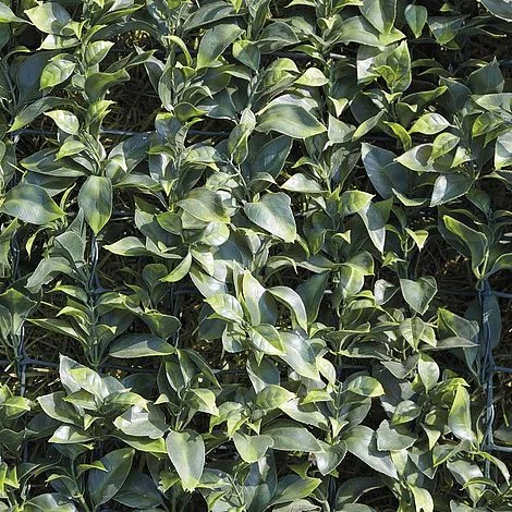 Artificial Laurel Fence 8 Artificial Laurel Fence - Image 6