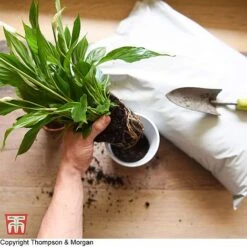 Incredicompost Peat Free Houseplant -PlantHub Shop WKC0233 COM 13