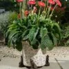 Antique Bronze Coloured Wolf Potty Feet - Plant Pot Feet -PlantHub Shop WOLF20 20OUTDOOR20POT20220 20PF0098