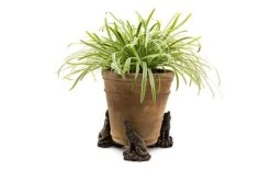 Antique Bronze Coloured Wolf Potty Feet - Plant Pot Feet -PlantHub Shop WOLF20 20POT20 20PF0098