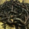 Worm Colony Packs -PlantHub Shop WORM FCOP A