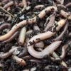 Earthworms 2 Earthworms -PlantHub Shop WORM MLLW A