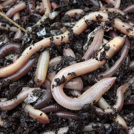 Earthworms 3 Earthworms