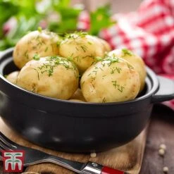 Potato 'T&M Favourites Collection' 16 Potato 'T&M Favourites Collection' -PlantHub Shop arran2