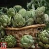 Globe Artichoke 'Green Globe Improved' F1 Hybrid 2 Globe Artichoke 'Green Globe Improved' F1 Hybrid -PlantHub Shop arti